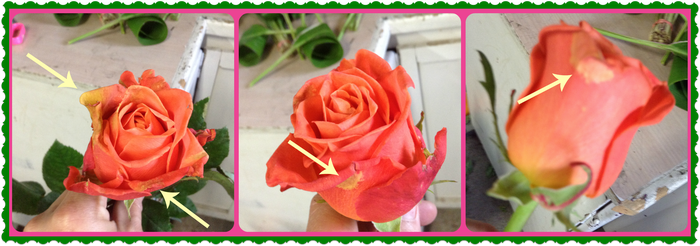 Pétalos marchitos de la rosa