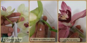 cortar cymbidium
