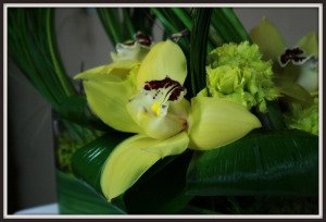 cymbidium amarillo