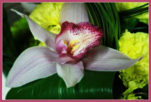 Cybidium en tonos de rosa