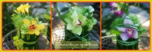Cymbidiums de colores
