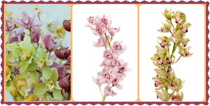 Tallos de orquideas